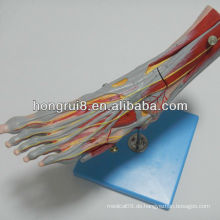 ISO Muskeln des Fußmodells mit Hauptgefäßen &amp; Nerven, Muskelanatomie